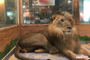 めっちゃさわれる動物園で飼育されていたライオン(2017年8月撮影)額からは流血しており、ガラスには血痕が残る。現在は千葉県内で保護されているというが……(提供同)