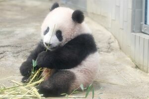 美味しい竹を選り好みするグルメな一面も(撮影/JMPA)