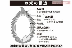 お米の構造　イラスト／おおつかさやか