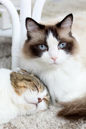 癒しの仲よしショット。一緒になって、「あったかいんだからぁ～♪」(c)jun.k　(c)ねこ休み展 冬 2019