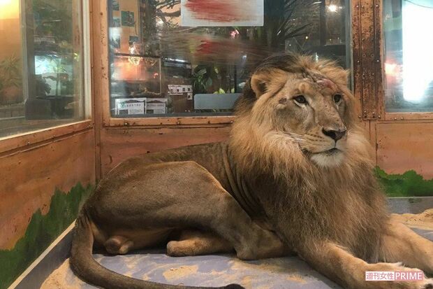 めっちゃさわれる動物園で飼育されていたライオン（2017年8月撮影）額からは流血しており、ガラスには血痕が残る。現在は千葉県内で保護されているというが……（提供同）