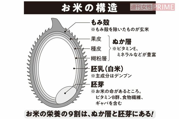 お米の構造　イラスト／おおつかさやか