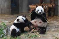 シャンシャンに会うおすすめ時間は? 上野動物園に毎日通う達人に聞いてみた