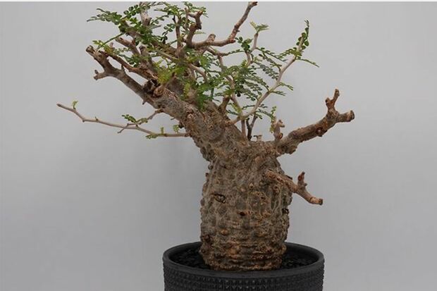 マダガスカル原産の“パキプス”（インスタグラムより）