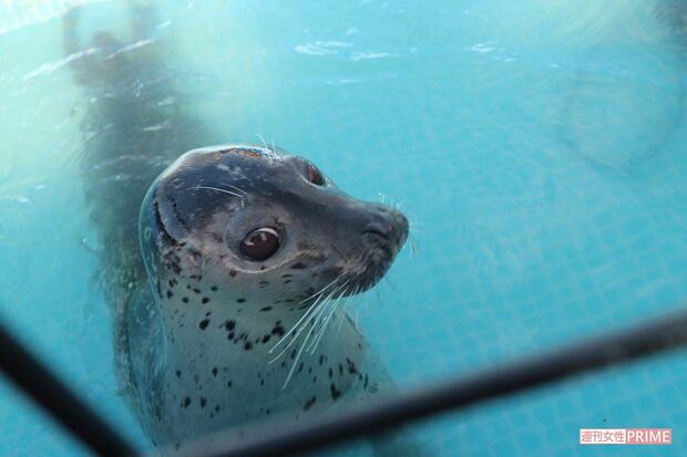 移動動物園で展示されているアザラシ。ほかにはペンギンなども飼育されているという