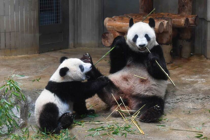 画像・写真】シャンシャンに会うおすすめ時間は？ 上野動物園に毎日通う達人に聞いてみた | 週刊女性PRIME