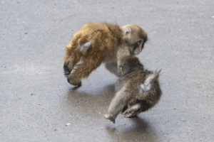 ごはんを食べている仲間に、ちょっかいを出しにいくわんぱくで甘えん坊なパンチ(写真/読者提供)