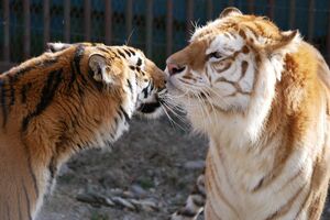 相性は悪くないというボルタ（右）とメスのラブ（那須サファリパークの公式ツイッターより）