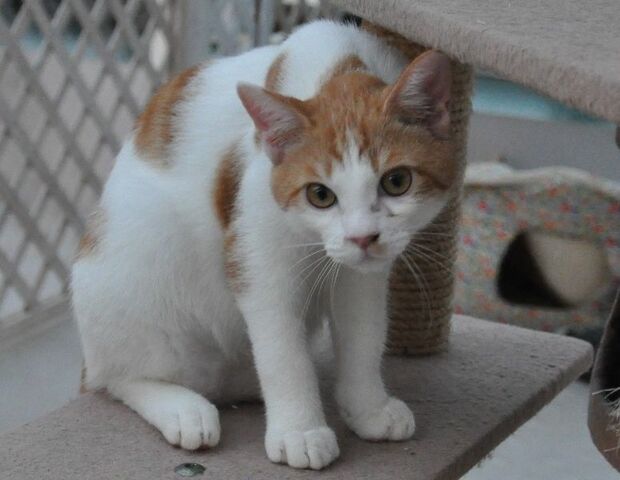 猫の保護活動に影響する高齢化 飼い主がしておきたい備え