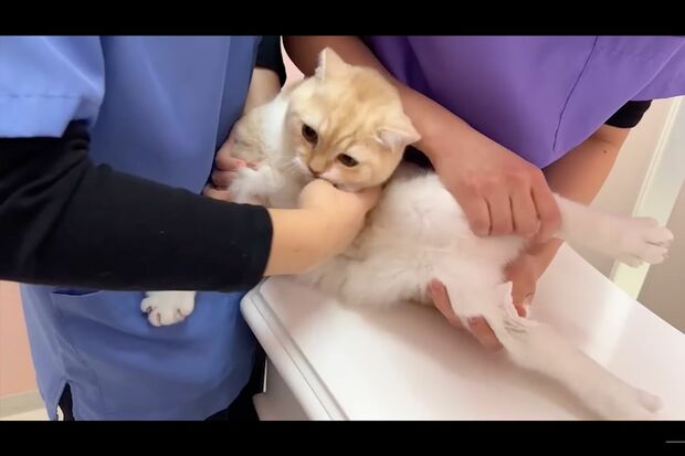採血を抵抗する猫にカメラを回し続ける様子が炎上(『もちまる日記』YouTubeより)