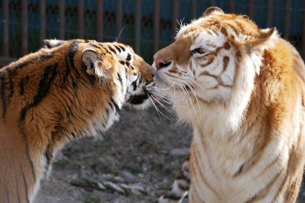 相性は悪くないというボルタ（右）とメスのラブ（那須サファリパークの公式ツイッターより）