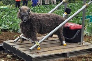 当初は鹿対策として売り出した「モンスターウルフ」（太田精器株式会社）