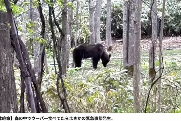 ユーチューバーH氏がYouTubeに投稿した“ヒグマ遭遇”動画