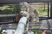 上から睨みをきかすヒョウ(提供=旭山動物園)