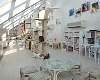 殺処分直前の猫を引き取るNPO「罪悪感背負って活動してる」