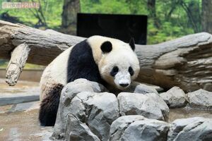 シャオシャオ　撮影／齋藤周造