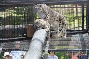 上から睨みをきかすヒョウ（提供=旭山動物園）
