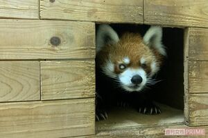 白内障で右目が見えなくなってしまった風太