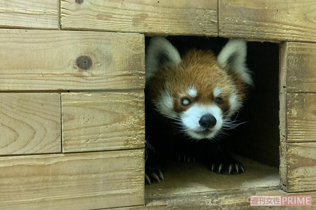 白内障で右目が見えなくなってしまった風太