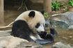 水浴びをする上野動物園のパンダ・シャンシャン。来年6月まで返還が延期された