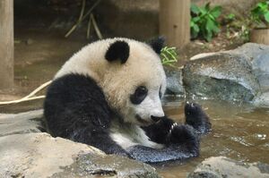 水浴びをする上野動物園のパンダ・シャンシャン。来年6月まで返還が延期された