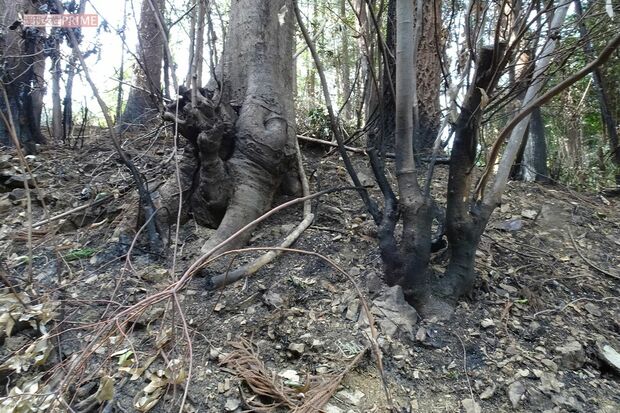 島田容疑者が逮捕された現場とは別の焼け跡。付近では最近、不審火による放火が相次いでいた