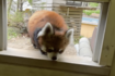 休園日で静かな園内を、のびのびと歩き回って帰宅する風太くん(千葉市動物公園【公式】より)