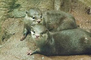 『のとじま臨海公園水族館（のとじま水族館）』公式HPより
