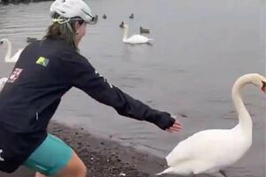《中国人観光客が山中湖で白鳥の首を掴んで吊るし笑顔で記念撮影》と拡散された画像に映っていた女性たちが白鳥に近づき、手を伸ばして追いかけている姿が映し出されている映像（Xより）