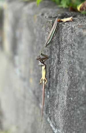 香川照之がインスタグラムに投稿したカマキリ（本人のインスタグラムより）