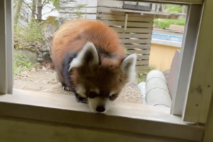 休園日で静かな園内を、のびのびと歩き回って帰宅する風太くん（千葉市動物公園【公式】より）