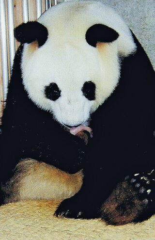 梅梅♀　写真／共同通信社