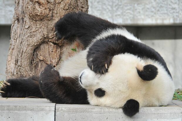 タンタン　写真／神戸市立王子動物園