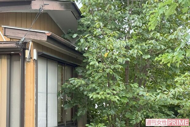 《千葉市》カップルが同居していた一軒家。手を入れない庭木は伸びっぱなしで家屋に迫っていた