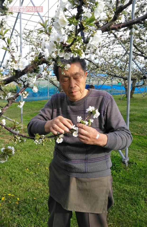 農園では佐藤錦や紅秀峰などを栽培。シーズン中は農園で直売所を設けるほか、『大泉逸郎さくらんぼ農園』のフェイスブックから問い合わせが可能