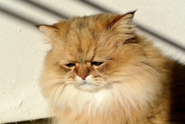 気分はどん底!?　ふーちゃんはもともとしょんぼり顔なのに、さらにスゴイ顔に（汗）　(c)牧野直樹　(c)ねこ休み展,まるごとふーちゃん展