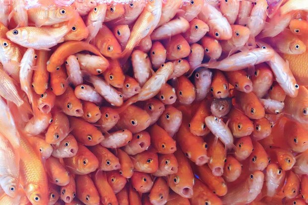 “映え写真”も撮れる楽しい展示　写真提供／桂浜水族館