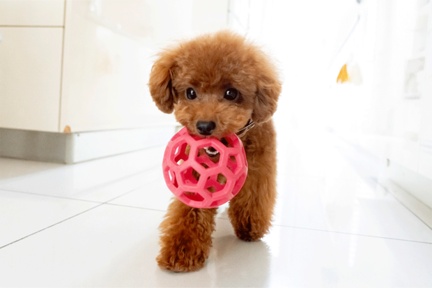 インスタでも人気犬レア君（1歳）ママと同じく好奇心旺盛な性格。おしゃれポイントは首輪とリード