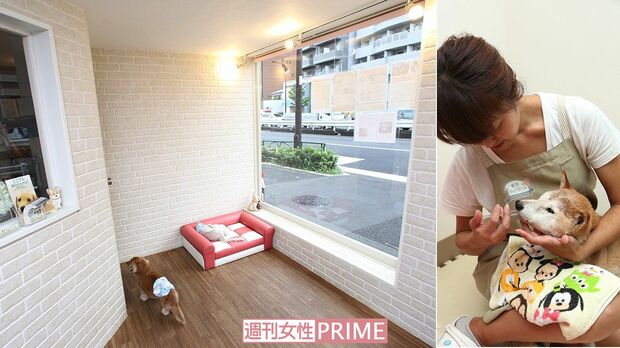 ＜写真左＞1.5×1.5メートルの広々とした個室、窓が大きい6平方メートルの広間でのびのびと生活する犬専用ホーム。床はすべらない素材を使い、インテリアは落ち着いた色彩　＜写真右＞個々の体調に合わせたフードを与え、散歩は1日に1～3回行う　撮影／齋藤周造