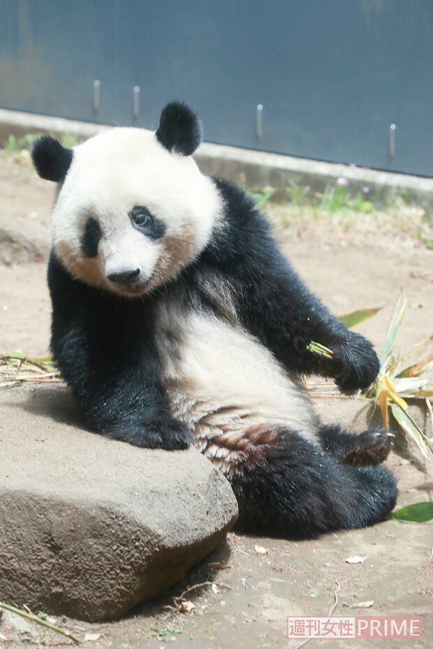 石の上にドスンと座ってパクリ。なんだか2歳らしからぬ貫禄が……