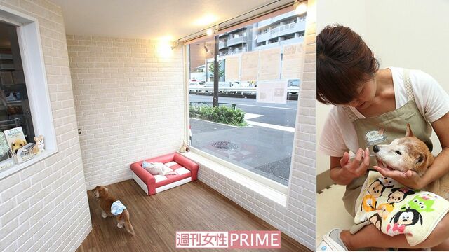 <写真左>1.5×1.5メートルの広々とした個室、窓が大きい6平方メートルの広間でのびのびと生活する犬専用ホーム。床はすべらない素材を使い、インテリアは落ち着いた色彩 <写真右>個々の体調に合わせたフードを与え、散歩は1日に1~3回行う 撮影/齋藤周造