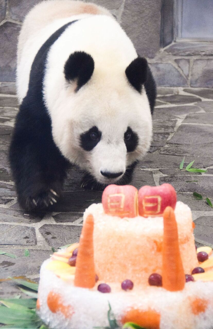 画像 写真 誕生日おめでとうシャンシャン そしてありがとうタンタン 愛されパンダにみんな夢中 ニュース概要 週刊女性prime