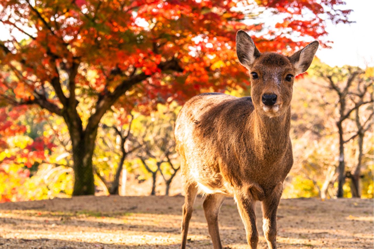 奈良公園で開催のK-POPライブに税金3億円投入で「無駄遣い」の声、山下真知事は「103万円の壁」見直しで減収を懸念する矛盾 | 週刊女性PRIME