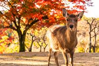 奈良公園で開催のK-POPライブに税金3億円投入で「無駄遣い」の声、山下真知事は「103万円の壁」見直しで減…