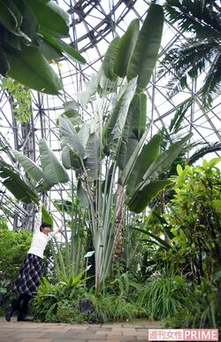 扇に似た、小笠原固有の「オウギバショウ」は大きい！　撮影／渡邉智裕