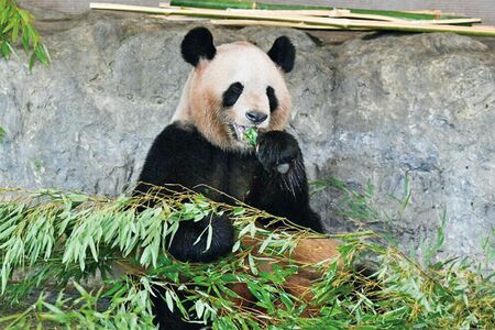 良浜♀　写真／高氏貴博（毎日パンダ）
