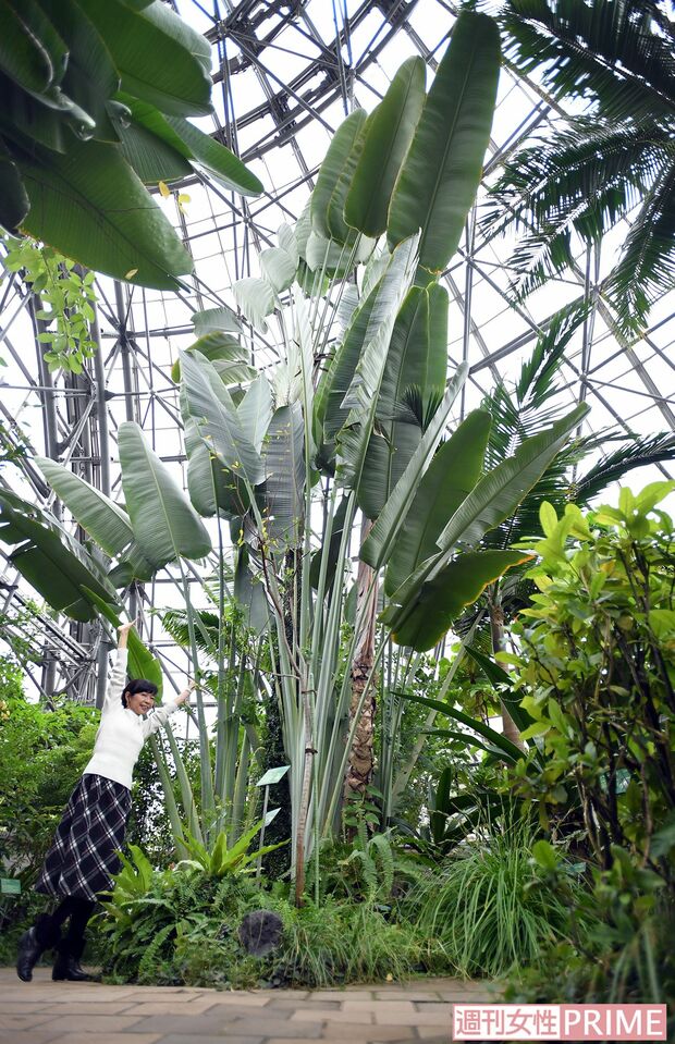 扇に似た、小笠原固有の「オウギバショウ」は大きい！　撮影／渡邉智裕