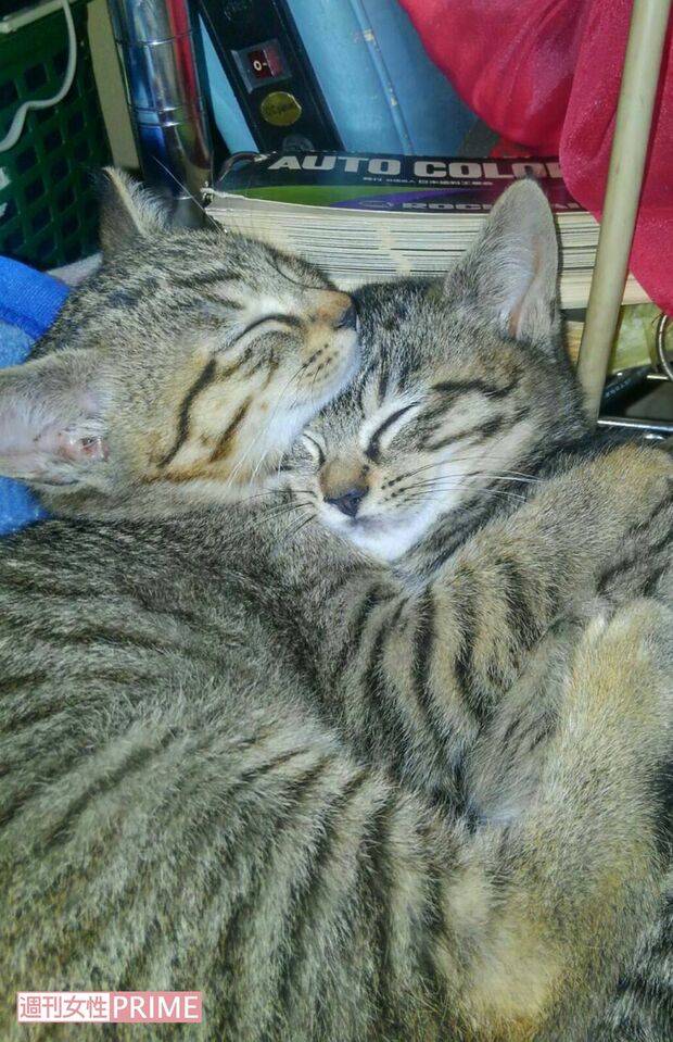 抱き合い眠る坂本さんの猫たちも行方不明になった。共にまだ生後1歳にもなっていなかった(坂本さん提供)