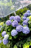 近所のあじさいが、雨の中とてもきれいに咲いていました 撮影/加藤綾菜