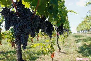 椀子ワイナリーでは8種類のブドウ（写真はメルロー）を自社栽培